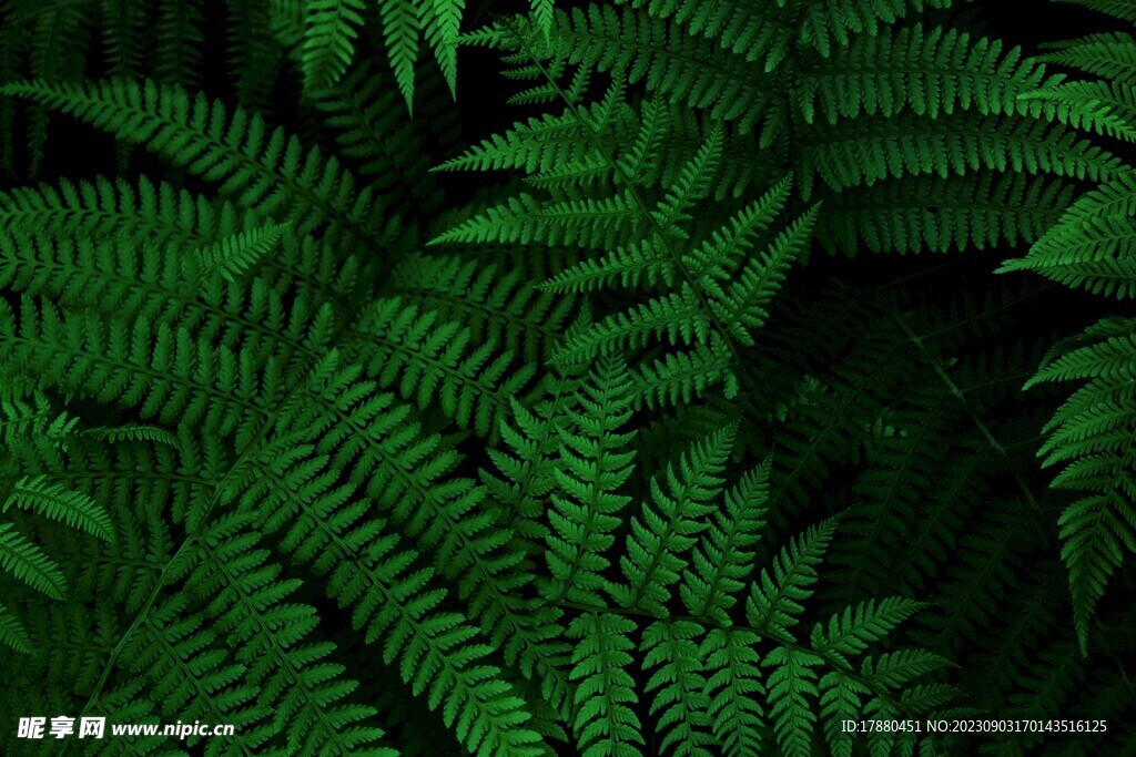 蕨类植物