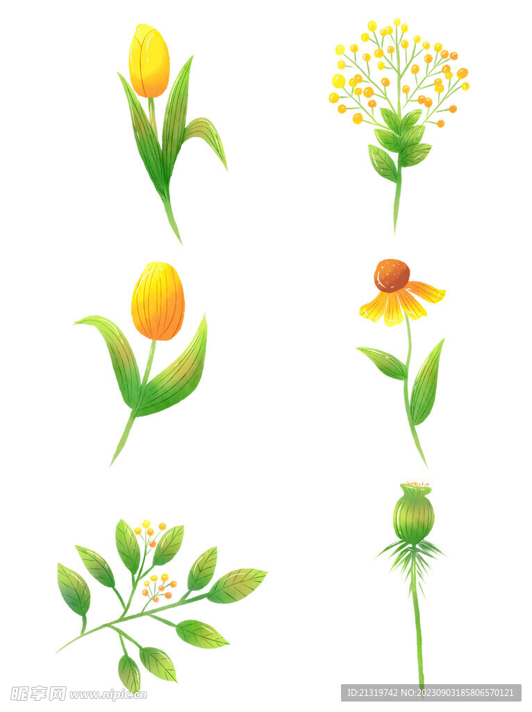 一组手绘花卉