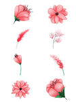 手绘一组红色花朵
