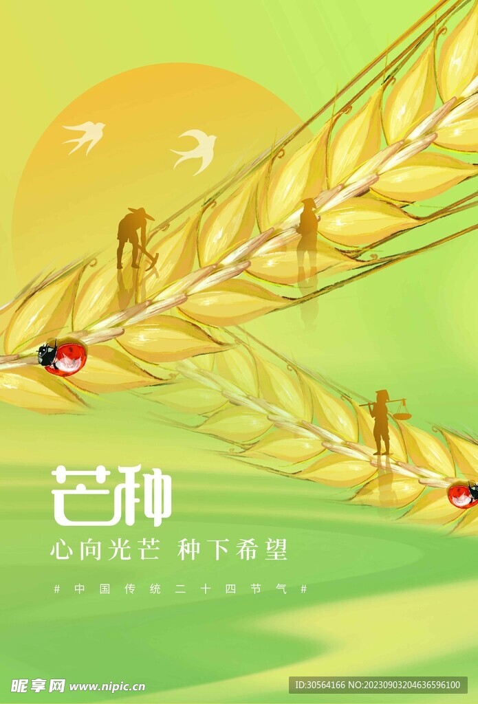 芒种