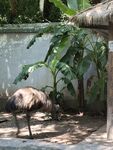丹顶鹤 