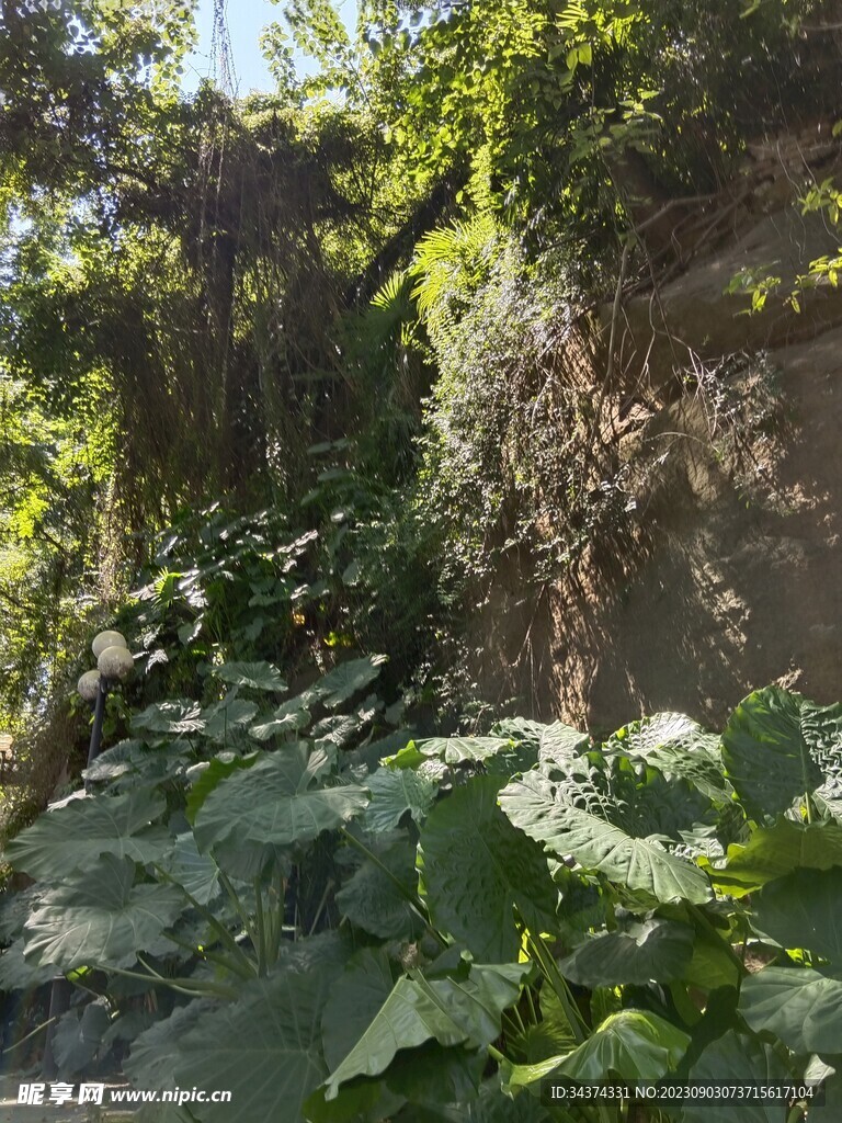 绿植