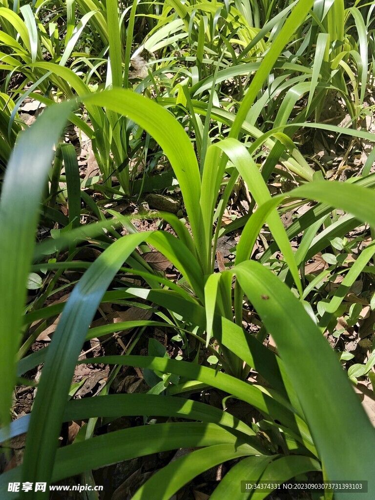 绿植