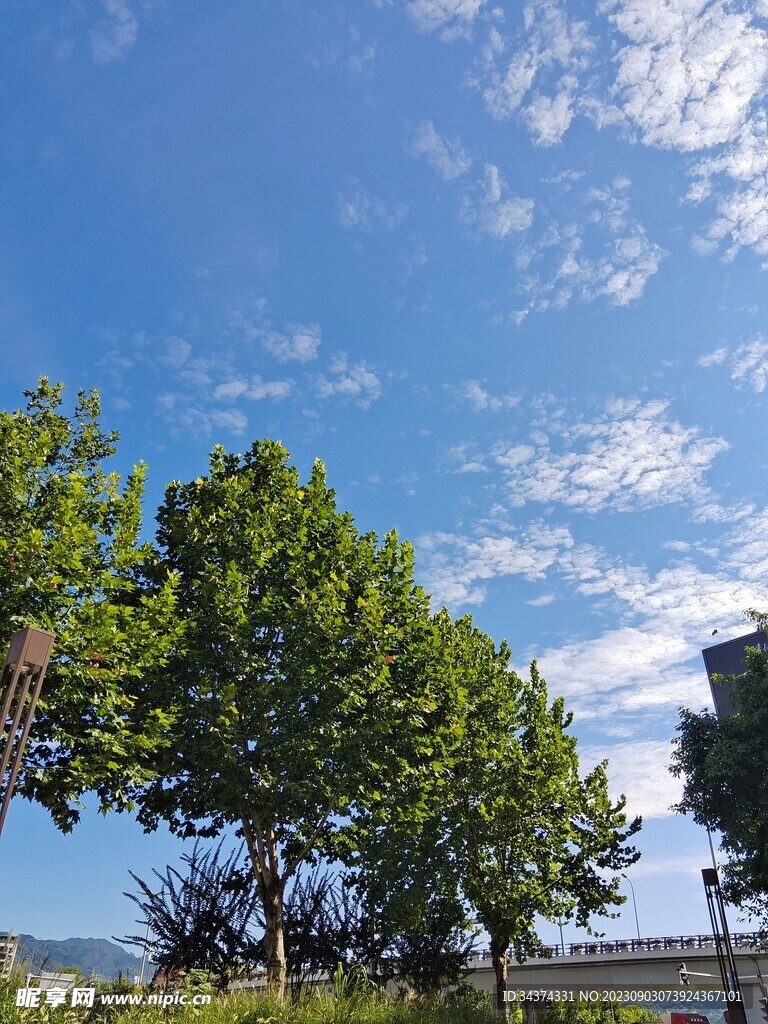 绿植