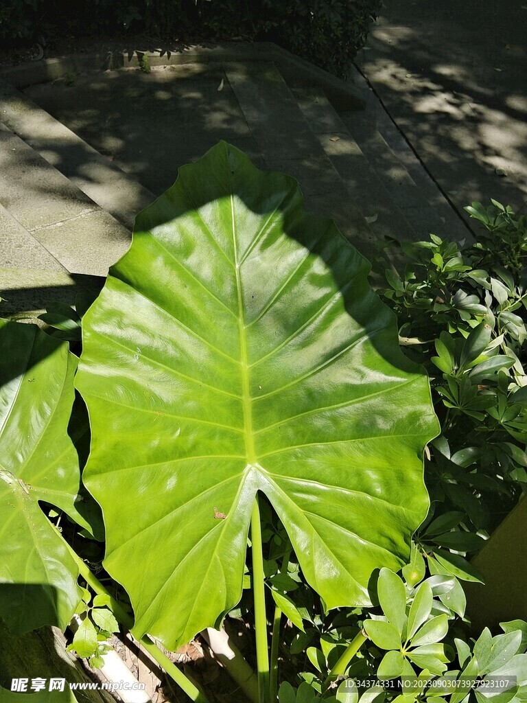 绿植