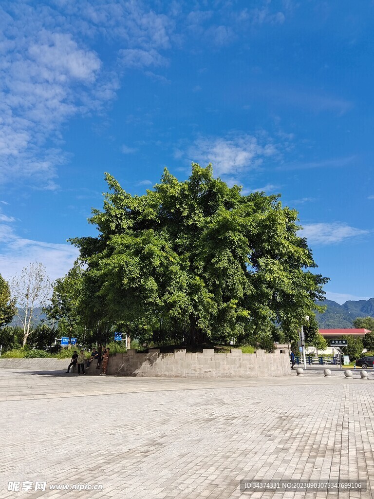 树