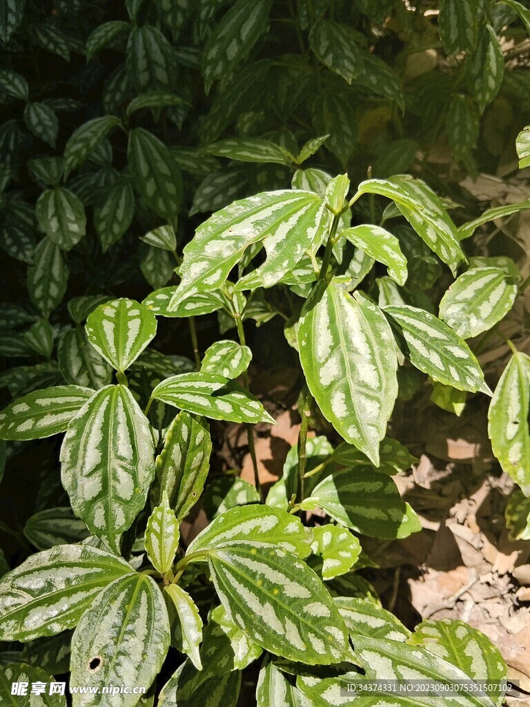 绿植
