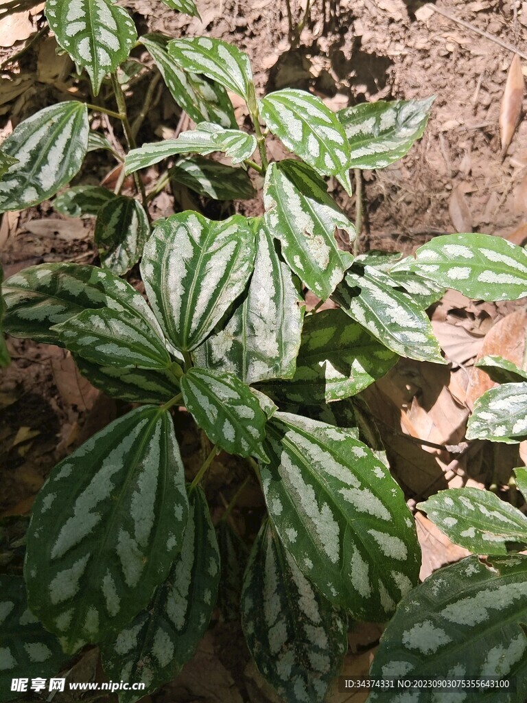 绿植