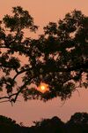 树丛中的太阳