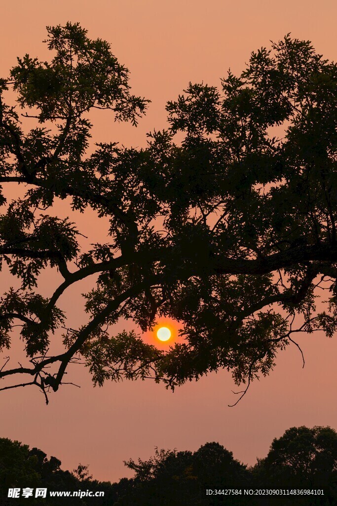 树丛中的太阳