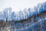 航拍雪中树林