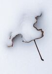 白雪和树叶