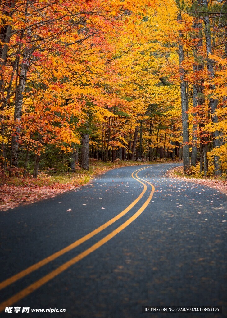 秋林中的道路
