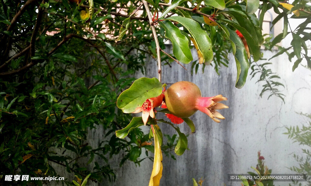 石榴
