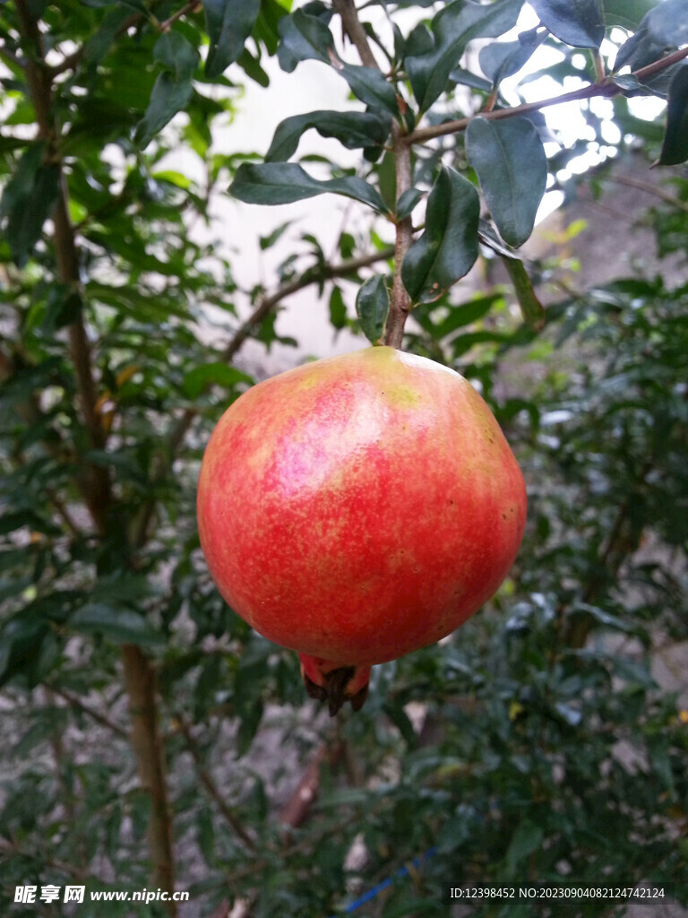 石榴