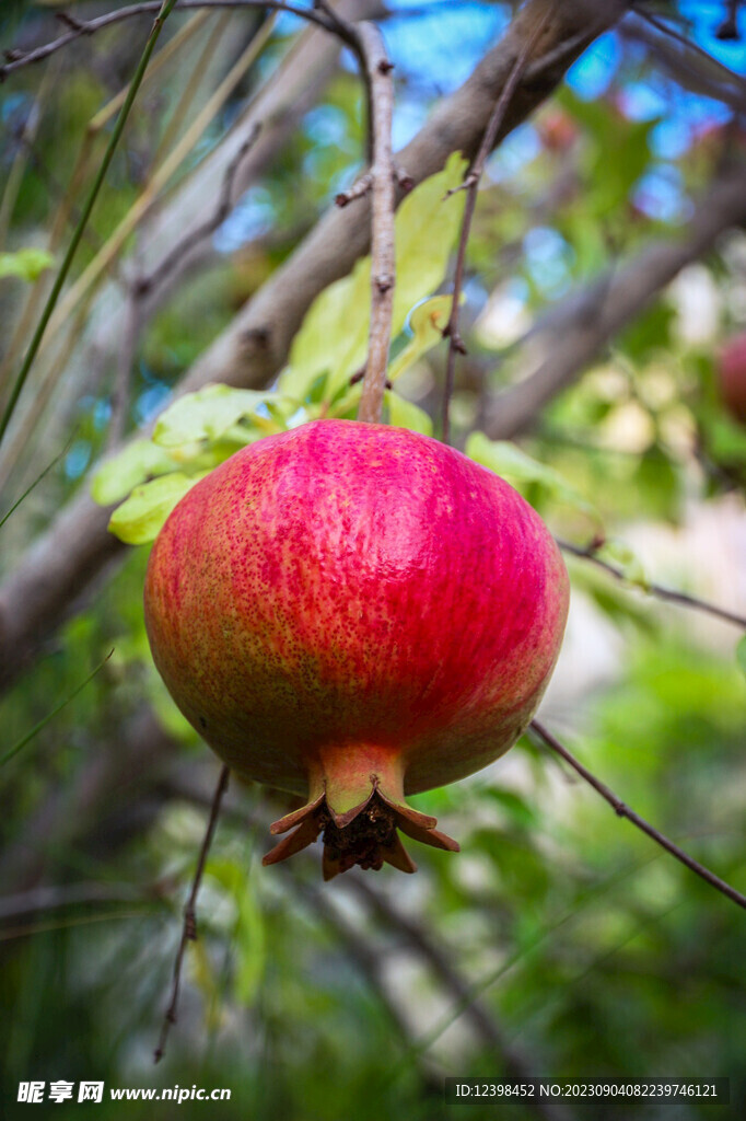 石榴