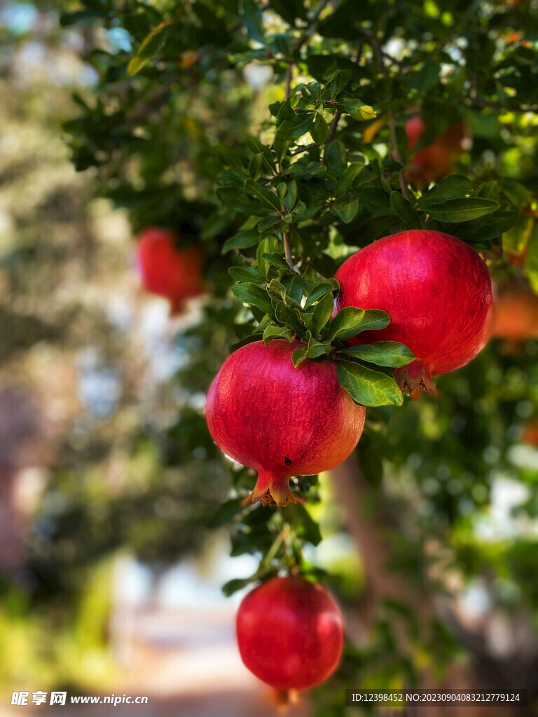 石榴