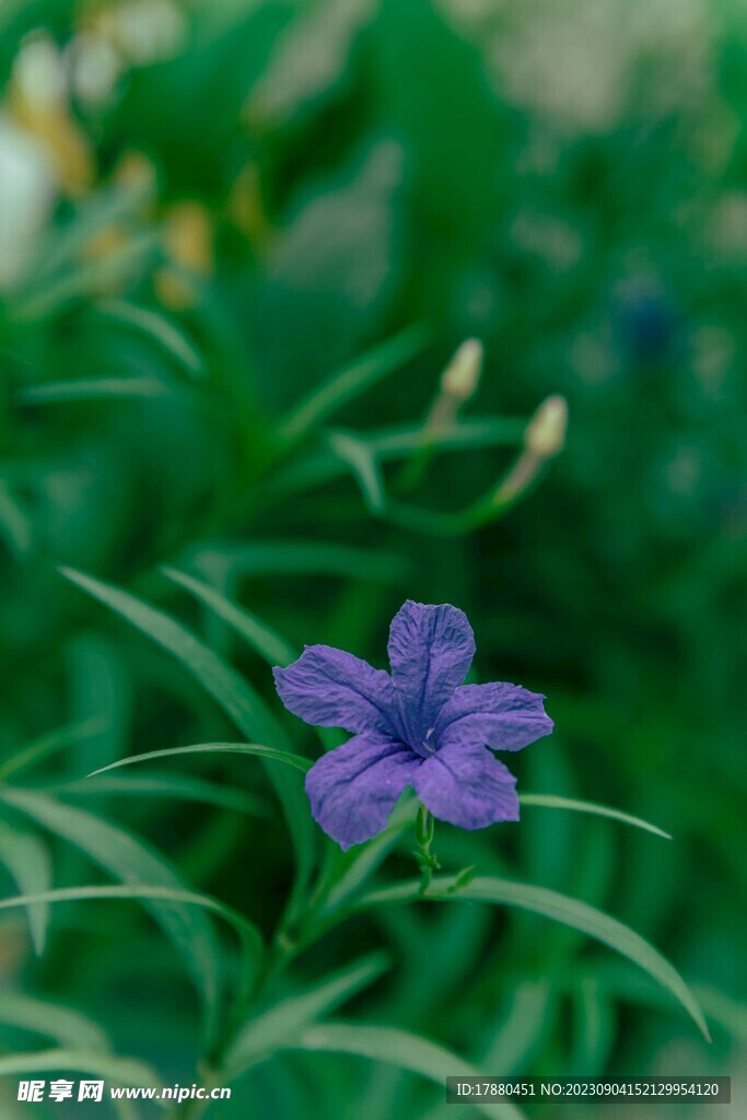 蓝花草