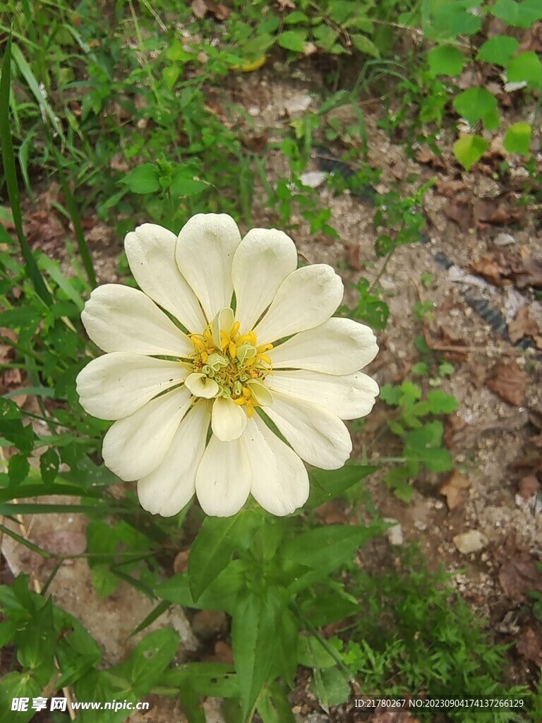 白色百日菊