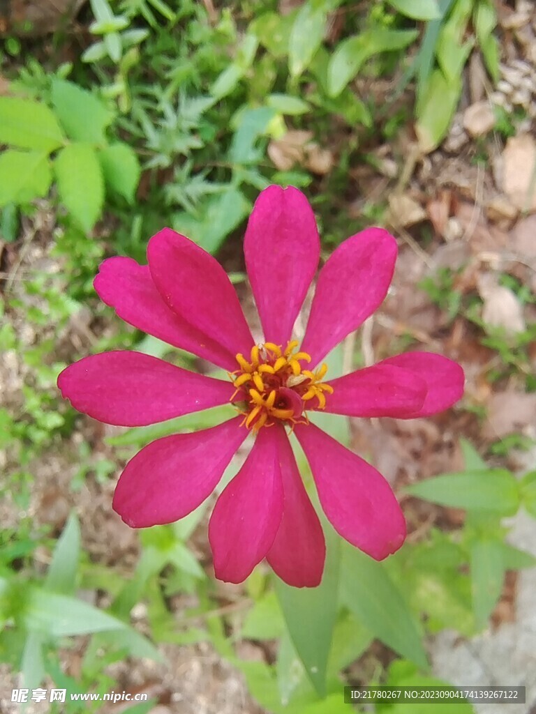 红野花