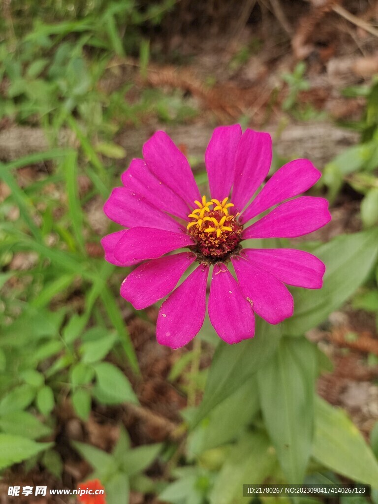 百日菊