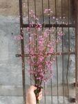 土人参花