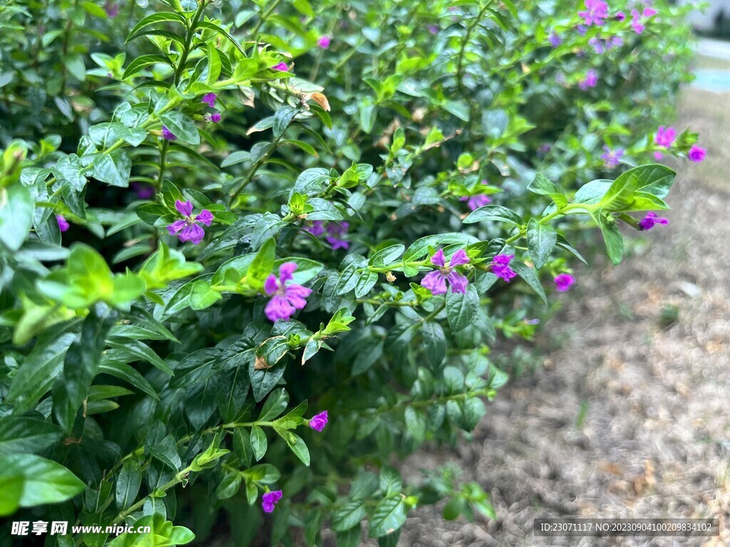 绿植花草