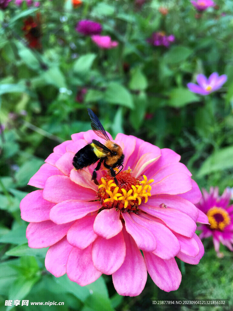 蜜蜂采蜜