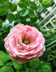 月季花开