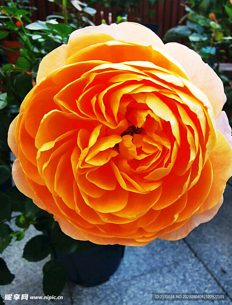 月季花开