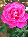 月季花开
