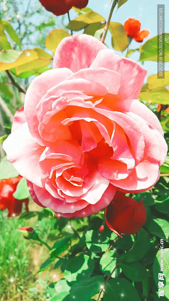 月季花开