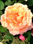 月季花开