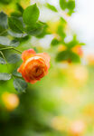 月季花开
