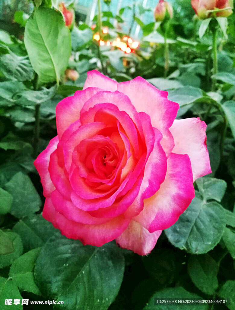 月季花开