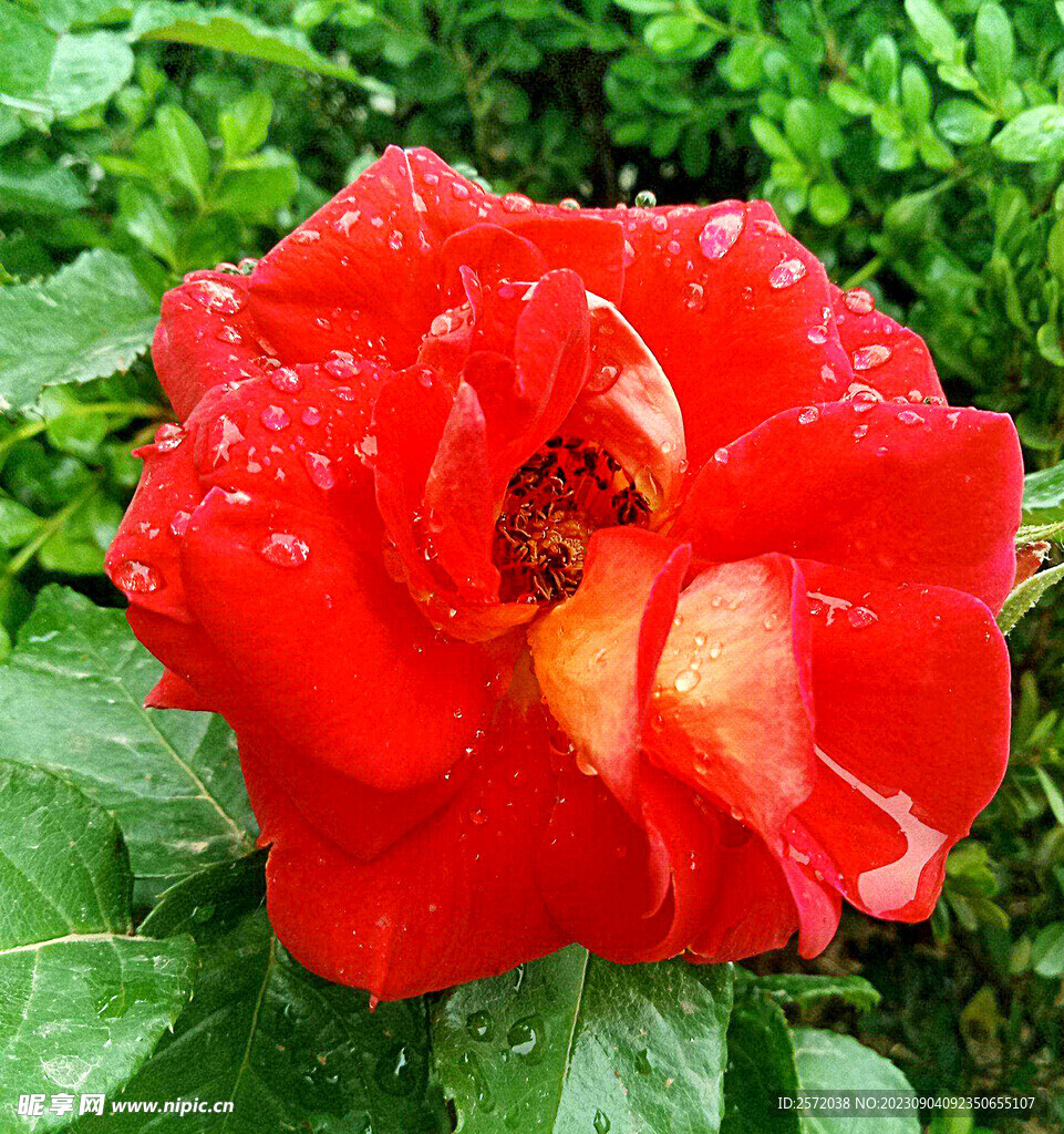 月季花开