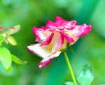 月季花开
