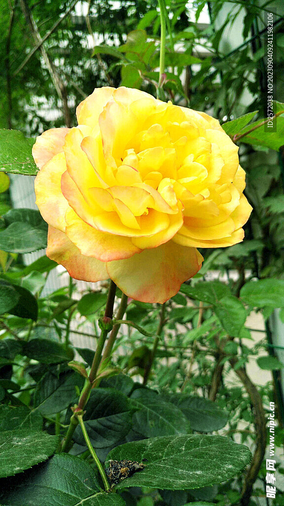 月季花开