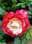 月季花开