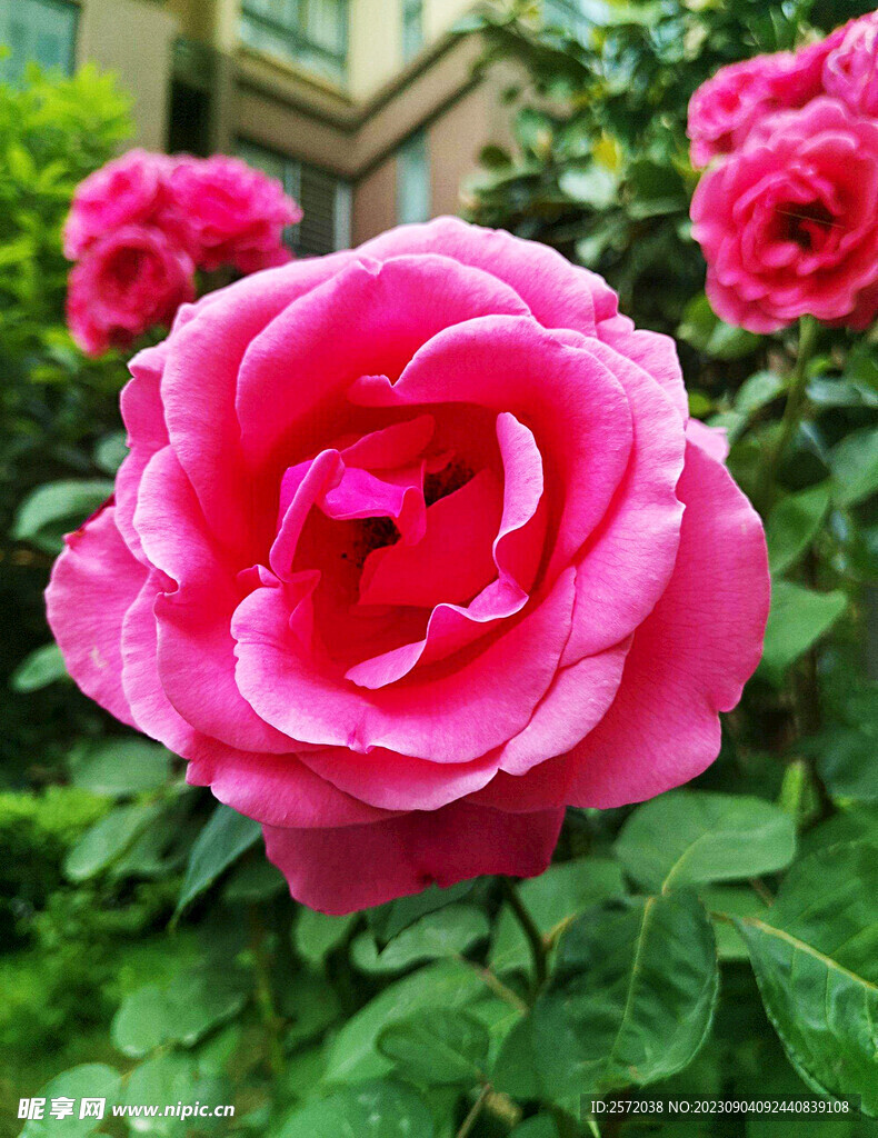 月季花开