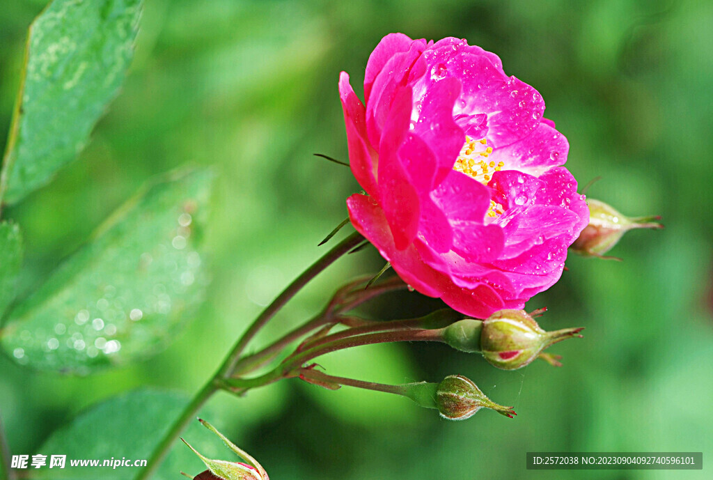 月季花开