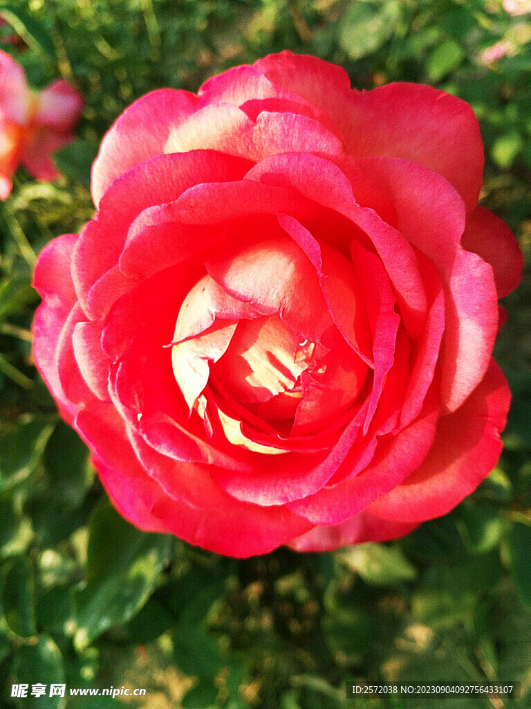 月季花开