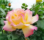 月季花开