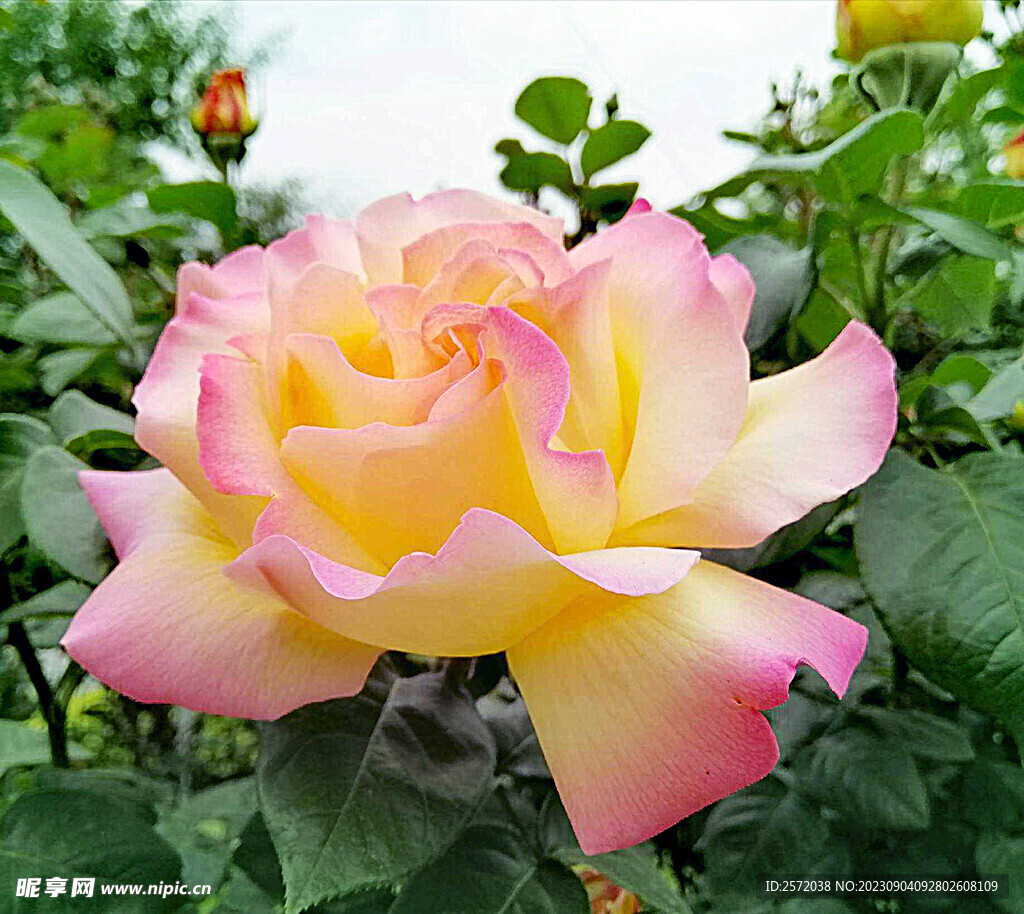 月季花开