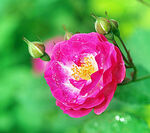 月季花开
