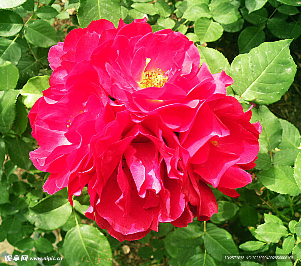 月季花开