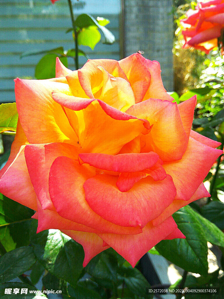 月季花开
