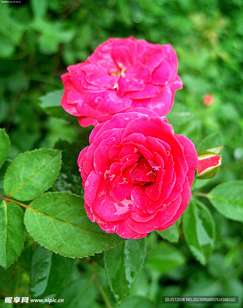 月季花开