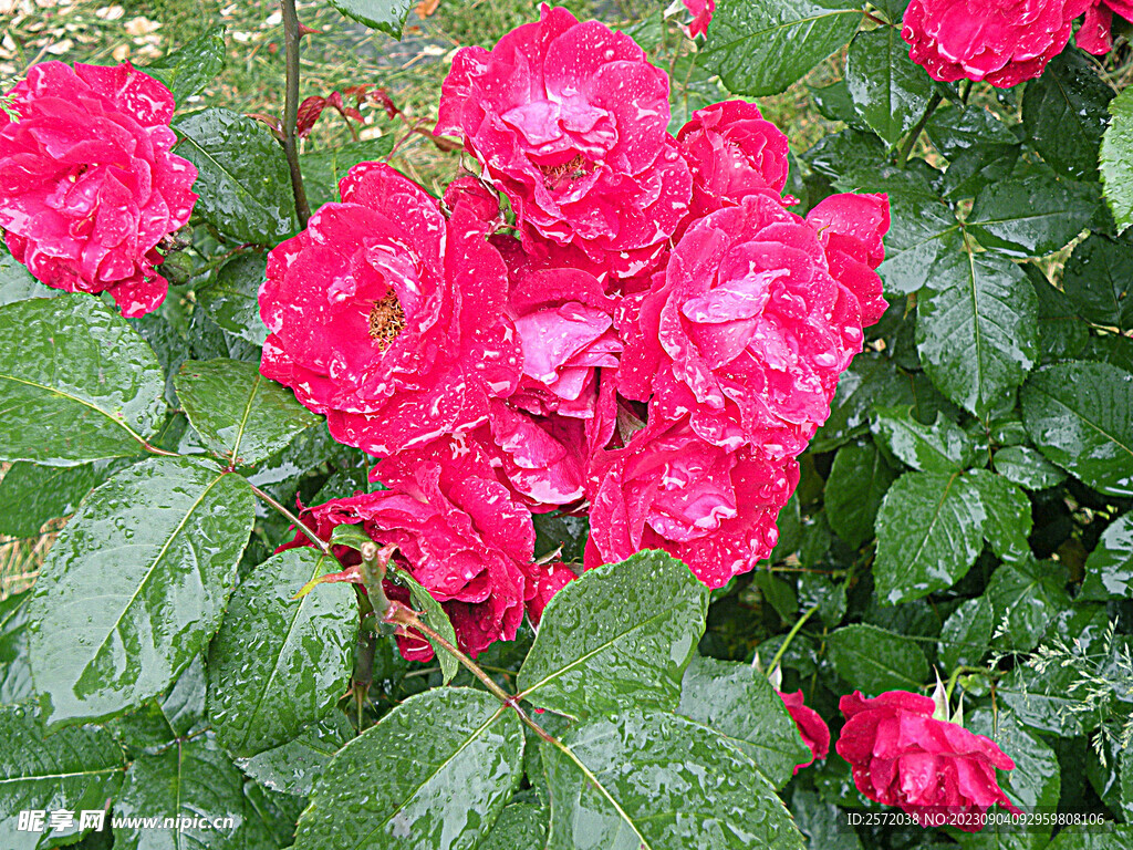 月季花开