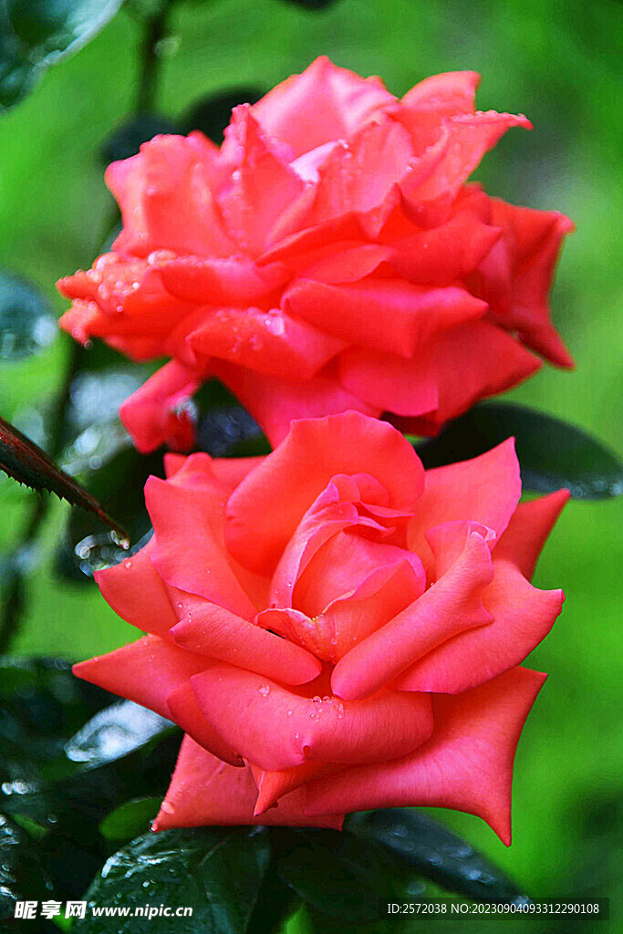 月季花开
